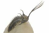 Spiny Trident Walliserops Trilobite - Foum Zguid, Morocco #353101-3